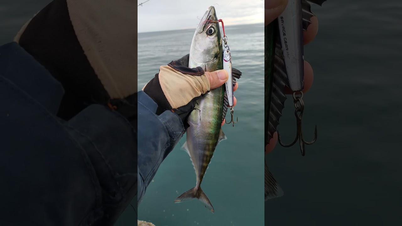 Palamut Avı #palamut #palamutavı #balıkavı #bonito #fish #fishing #savagegear