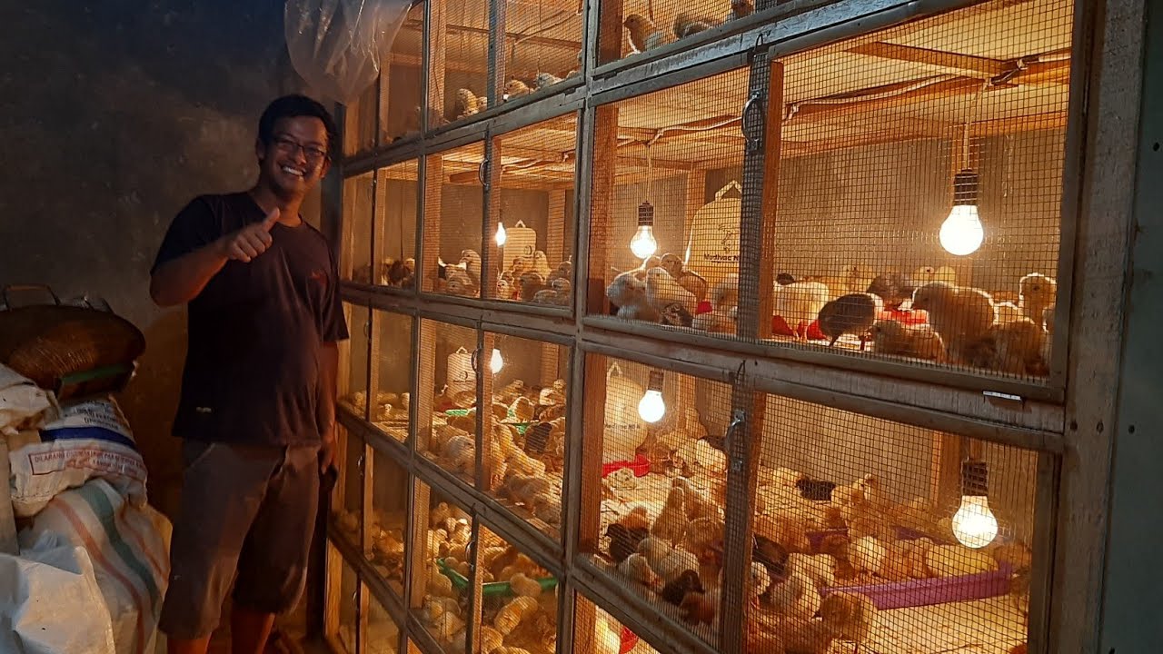 PETERNAK CERDAS, PENGHASILAN  PUAS