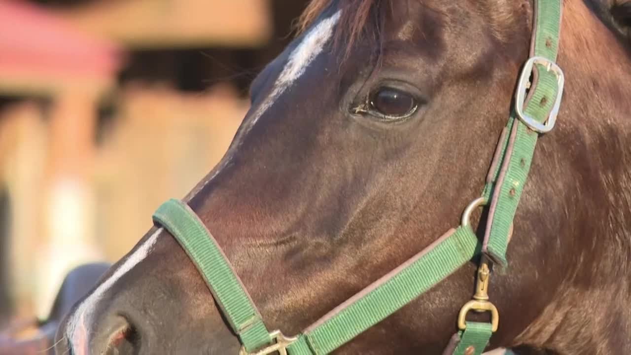 NFR dates on target as rodeo community works to manage equine virus outbreak