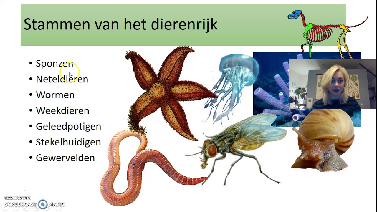 Dierenrijk VWO