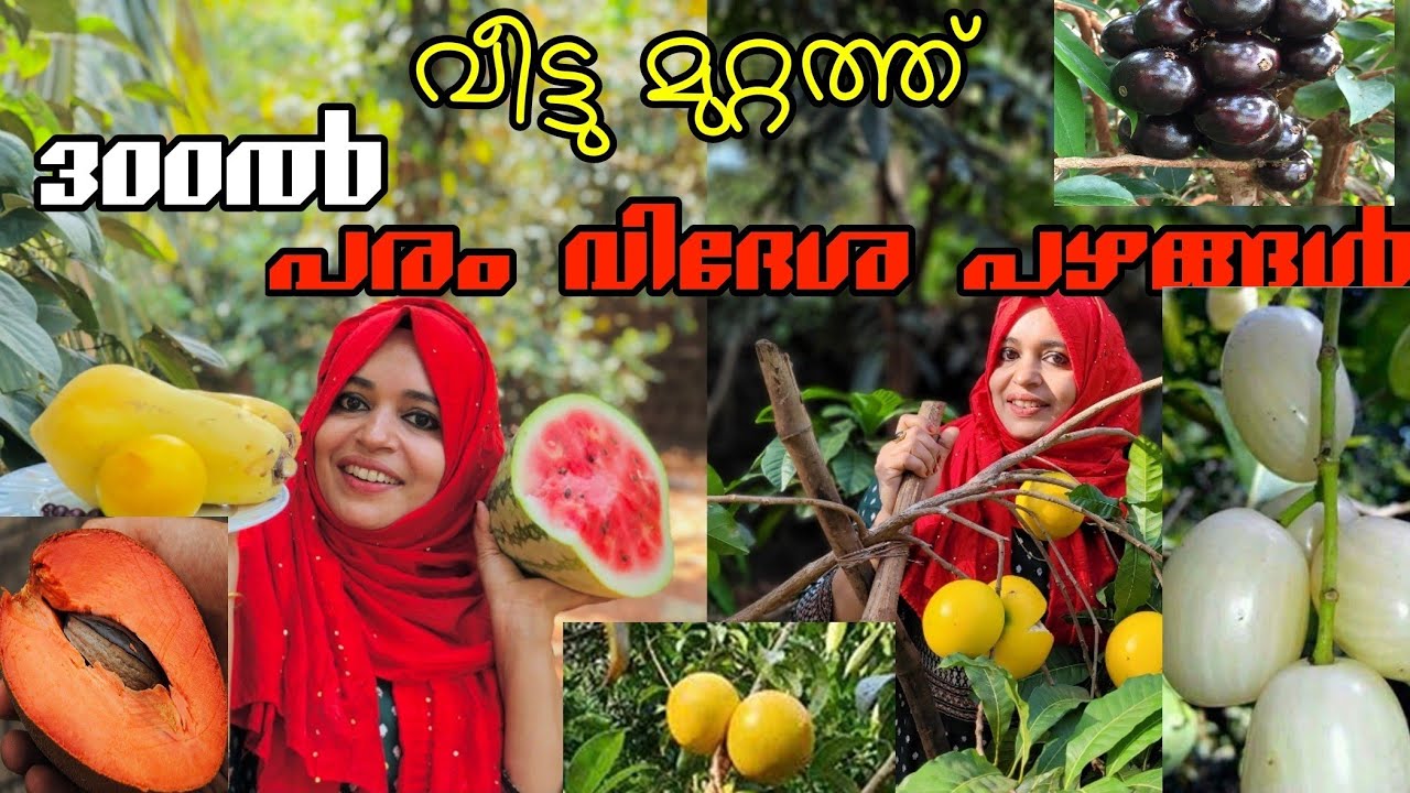 വീട്ടുമുറ്റത്ത് 300ൽ പരം വിദേശ ഇനം പഴങ്ങൾ | Exotic Fruit plant kerala | Abiyu | Jaboticaba