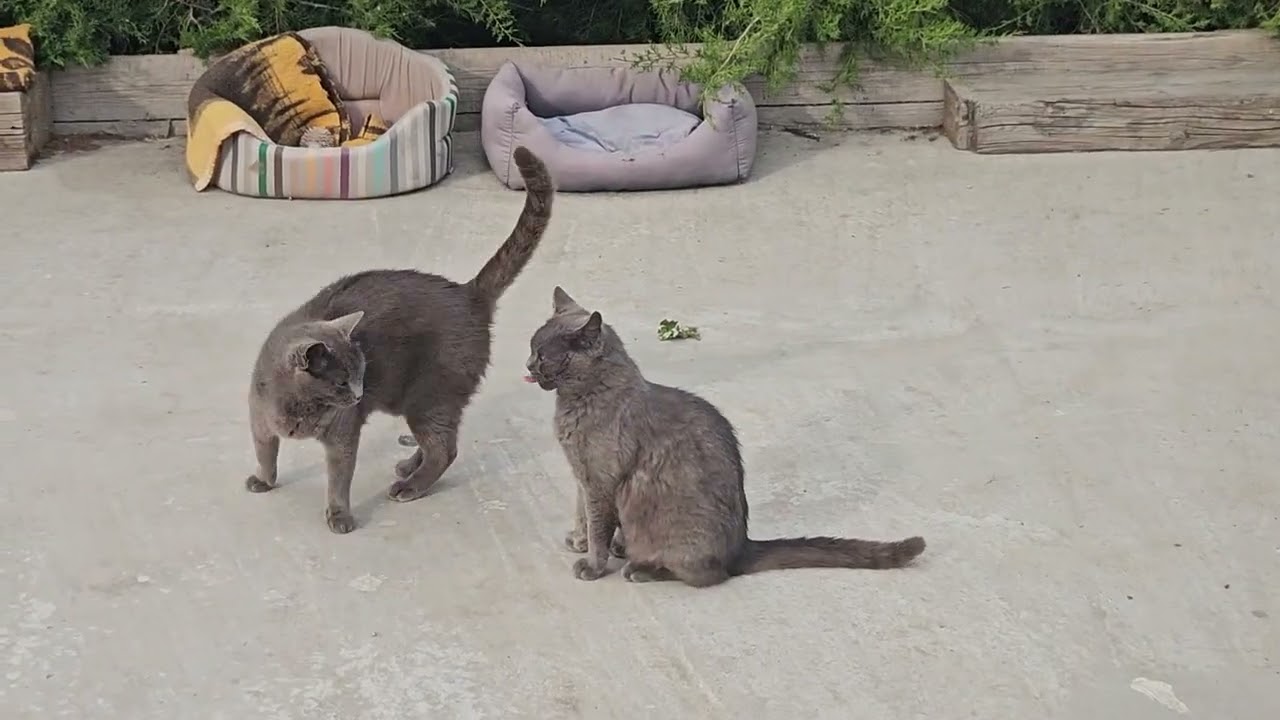 Cats | summer of the 2024