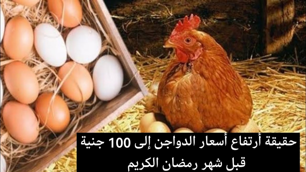 حقيقة أرتفاع أسعار الدواجن إلى 100 جنية قبل شهر رمضان الكريم