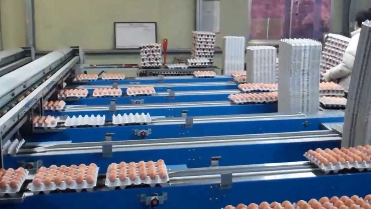 Chicken Egg Farm in Pocheon, Korea. (My mother's cousin owns this place)