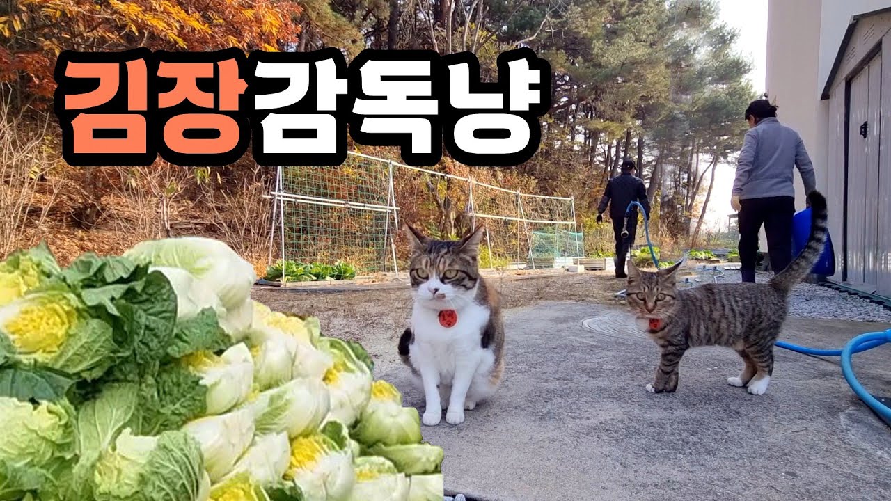 고양이와 함께 키운 텃밭 배추로 김장했어요