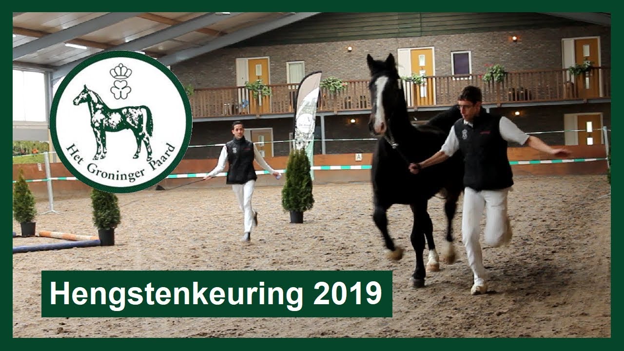 Hengstenkeuring Het Groninger Paard 2019