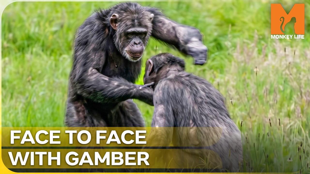 The Long Road to Integration: A Chimp's Final Hurdle | Monkey Life Season 17 Episode 12