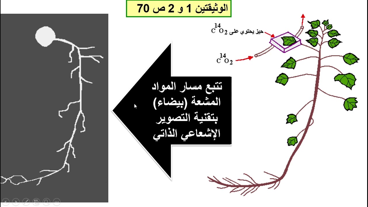مصدر كربون المواد العضوية 