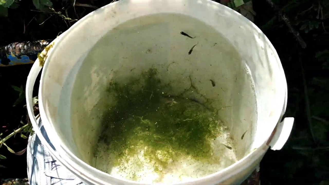 Kimsenin Bilmediği Lepistes Gölü | Bedava Su Mercimeği + Java Moss +Dekor-Kovayla Lepistes Yakaladım