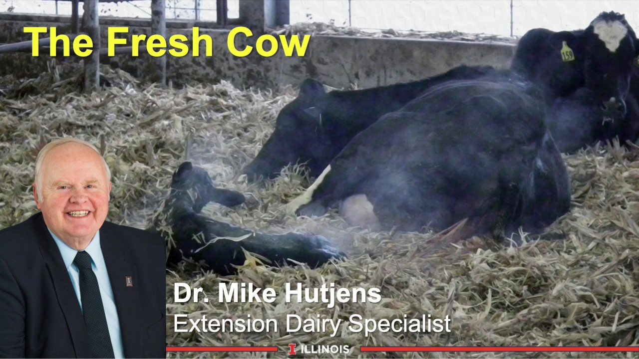 The Fresh Cow