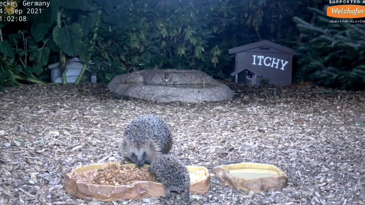 @NatureTec  Recke Germany, Mango from orphan to young lady. The adventures of a hedgehog child🦔🍼🥰
