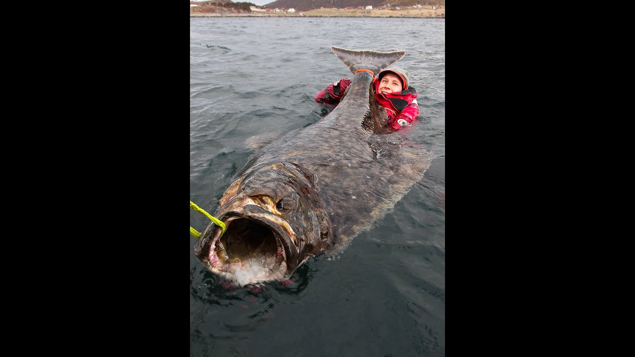 196 cm , 100,4 kg / 222 lbs halibut on the float from Nappstraumen!