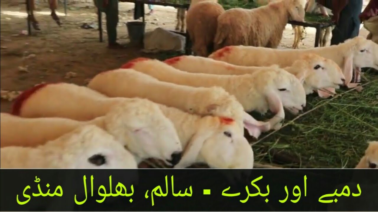 bakra mandi#Sheep #Goats  from Salam #bhalwal #mandi @umarcattlecow7156