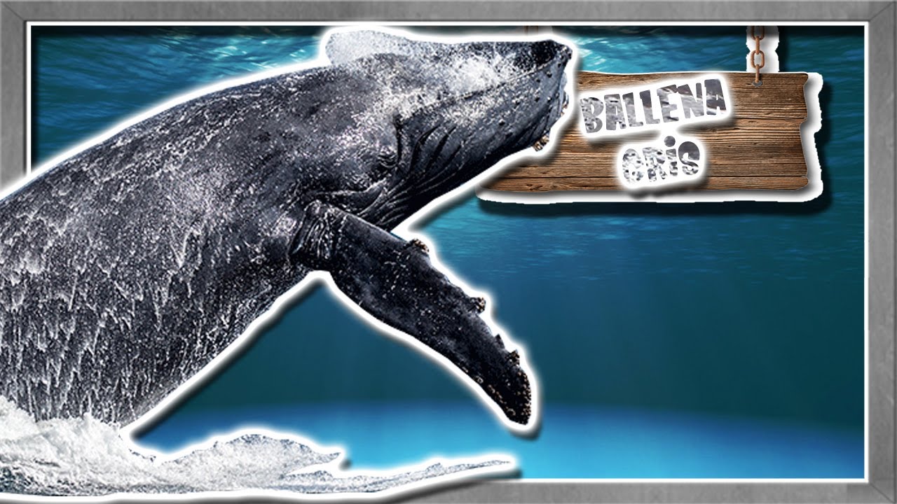Ballena gris | Documental de Animales