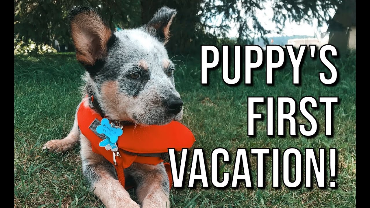 Puppy's first vacation!