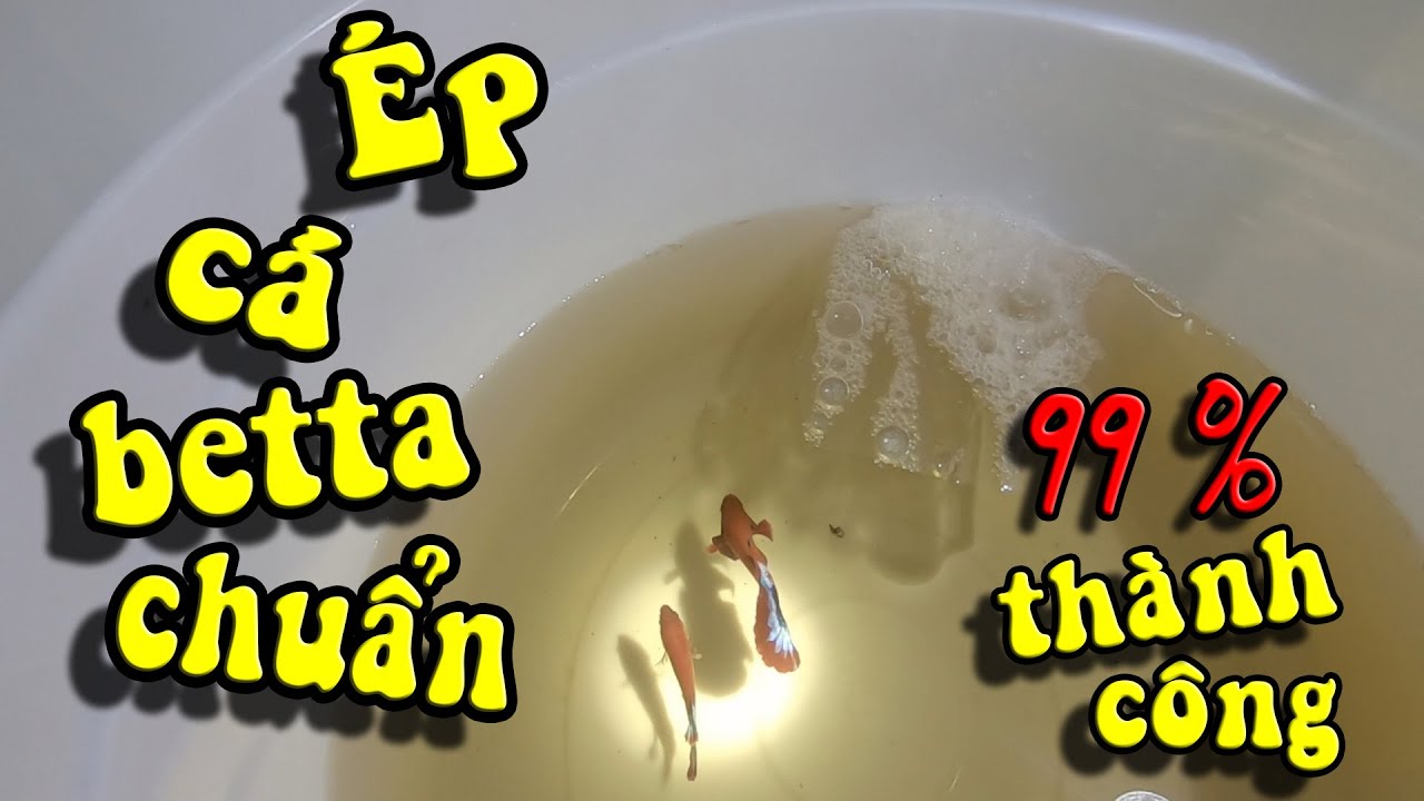 Cách Ép Cá Betta Đơn Giản Nhất | Những lưu Ý Đặt Biệt Khi Ép Cá Cá Betta | Nhái Bầu Betta II #17