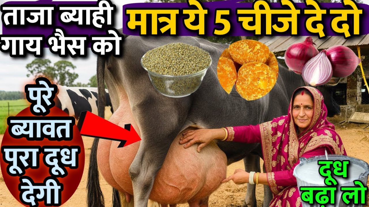 ताजा ब्याही गाय भैस को मात्र ये 5 चीजे खिला दो 👉दूध के पीक पर आ जाएगी 👌Cow Milk increase formula 🐄 