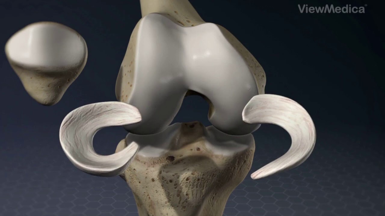 🇮🇹 LUCAGARRO.COM 🇮🇹 L'Anatomia del Ginocchio riassunta in un video digitale di 2 minuti