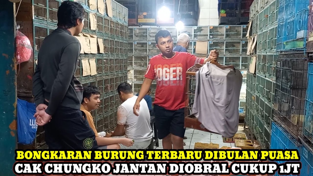 CAK CHUNGKO JANTAN 1JUTA'AN!!!CEK HARGA BURUNG DIKIOS LANGGENG JAYA PASAR BURUNG PRAMUKA HARI INI