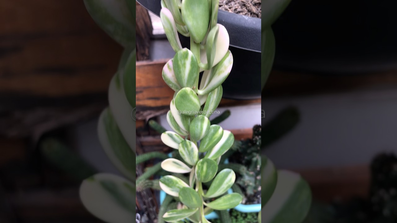 #shorts - Vers&atilde;o verde e variegata - Kleinia Petraea (antigo Senecio Jacobseni)