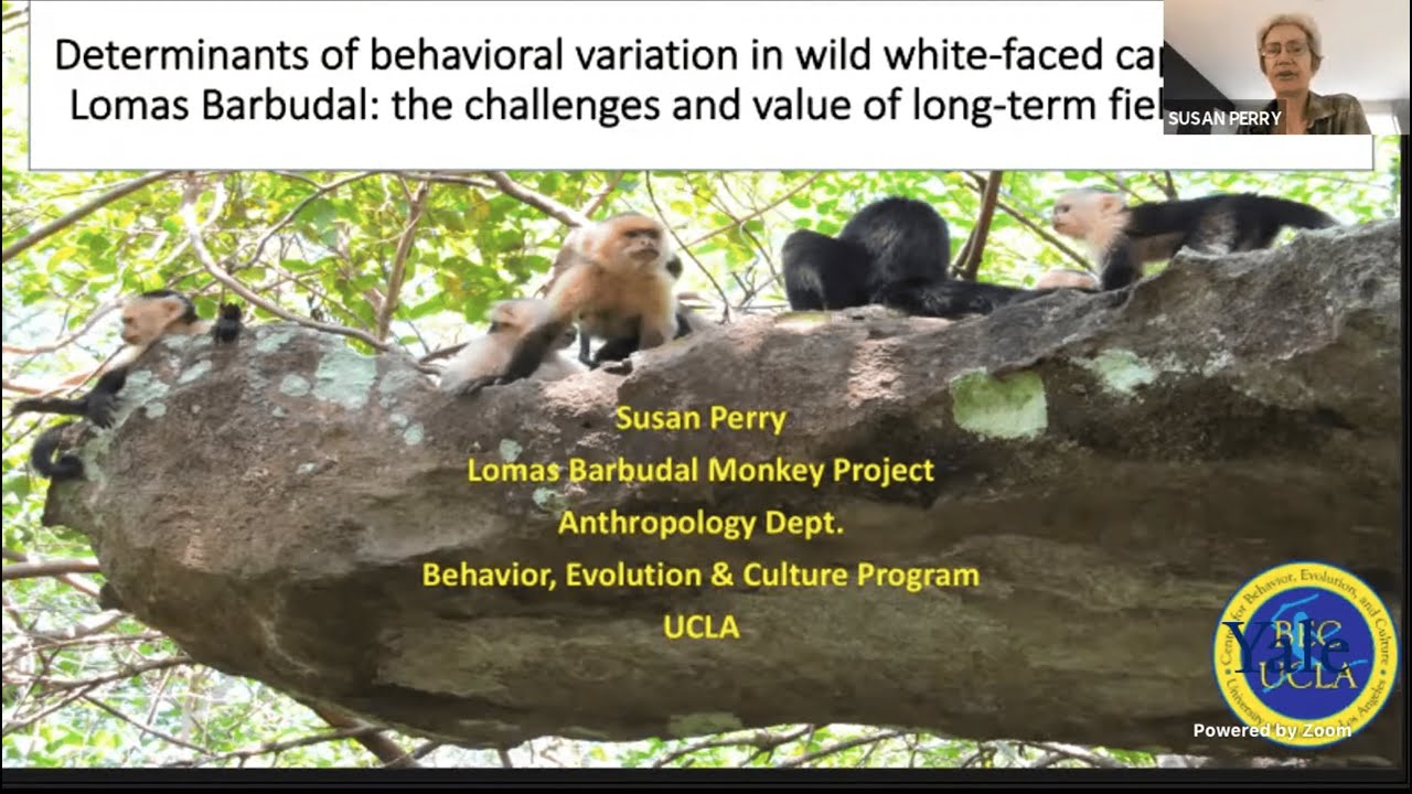 Susan Perry: Determinants of Behavioral Variation in Wild White-faced Capuchins (9 Mar. 2021)