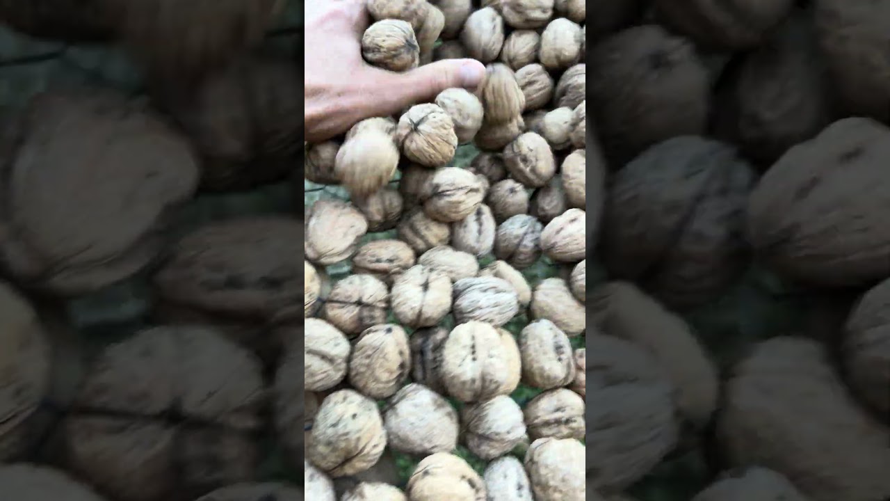 Screen dried English walnuts harvested October 2025. Order at Betterwalnuts.com. #walnut