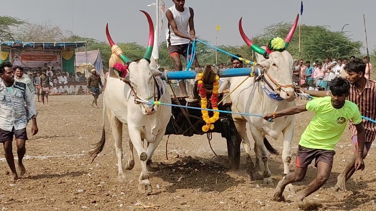 మాచపురం గ్రామం||గిరక బండి పందెం||2 వ జత 25-12-2025💥💥