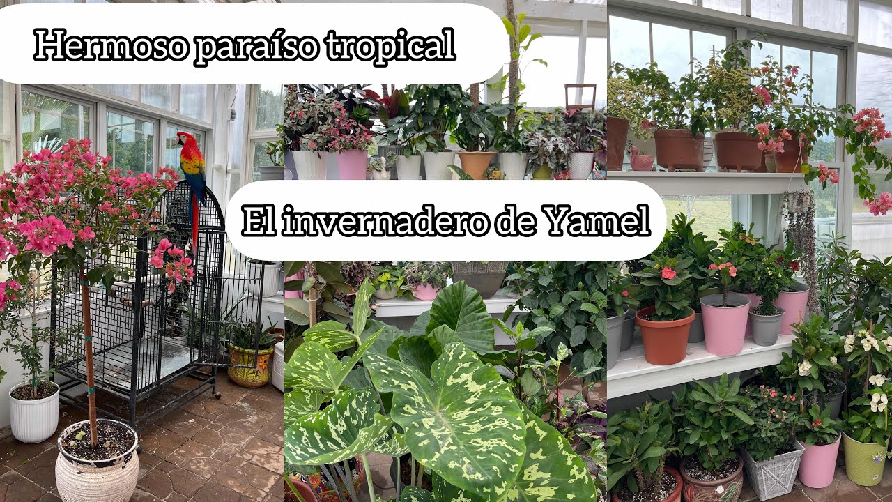 VISITANDO EL INVERNADERO DE YAMEL UN PARAÍSO DE PLANTAS