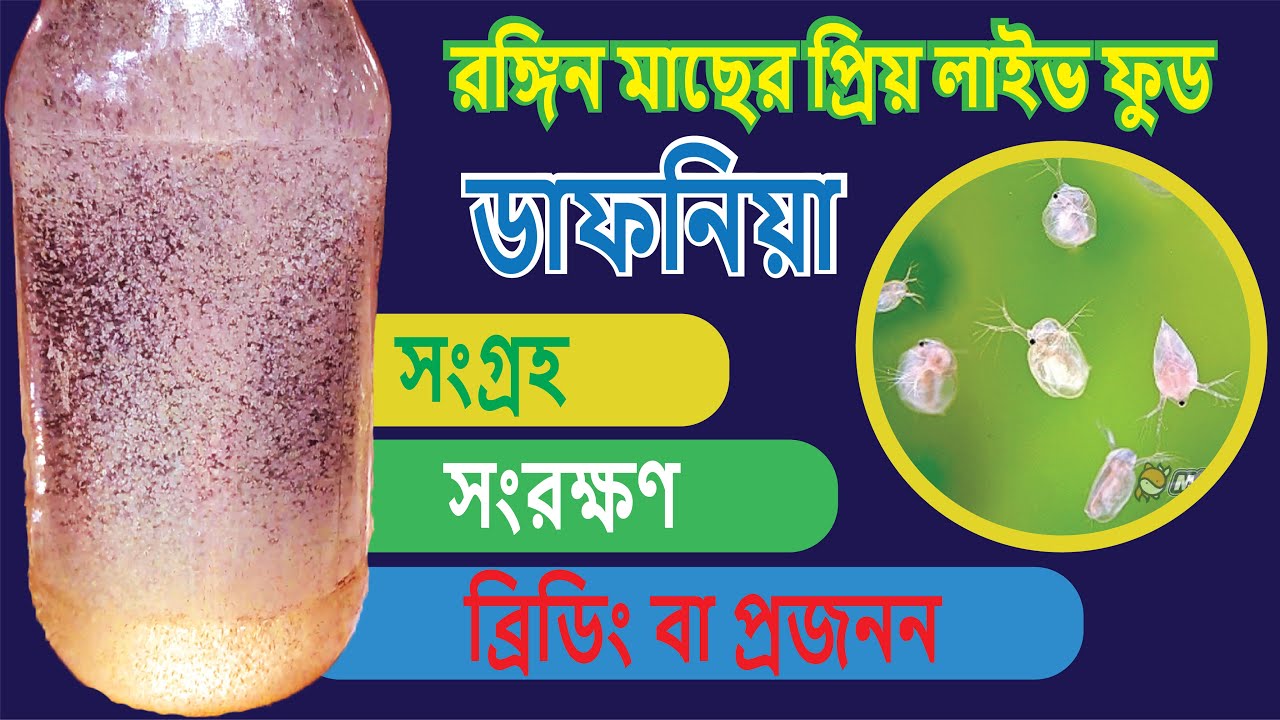 Daphnia ডাফনিয়া , রঙিন মাছের প্রিয় live food লাইভ ফুড  সংগ্রহ , সংরক্ষণ এবং বংশ বৃদ্ধির কৌশল ।