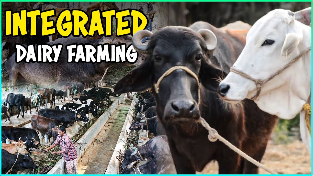 Integrated Cow and Buffalo Farming | Integrated Dairy farming System