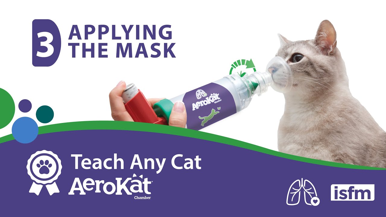 Teach Any Cat AeroKat* - 3: Applying the Mask