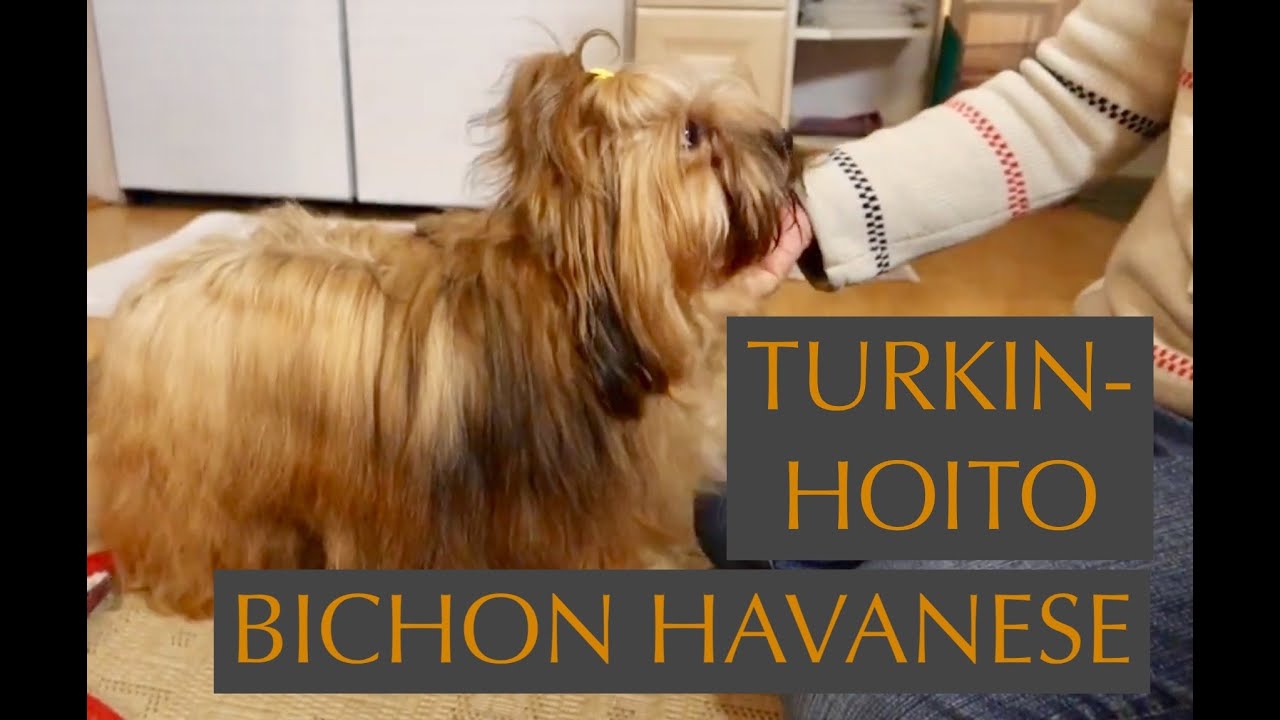 Koiranpennut (havannankoira): turkinhoitoon kannattaa totuttaa heti pentuna 