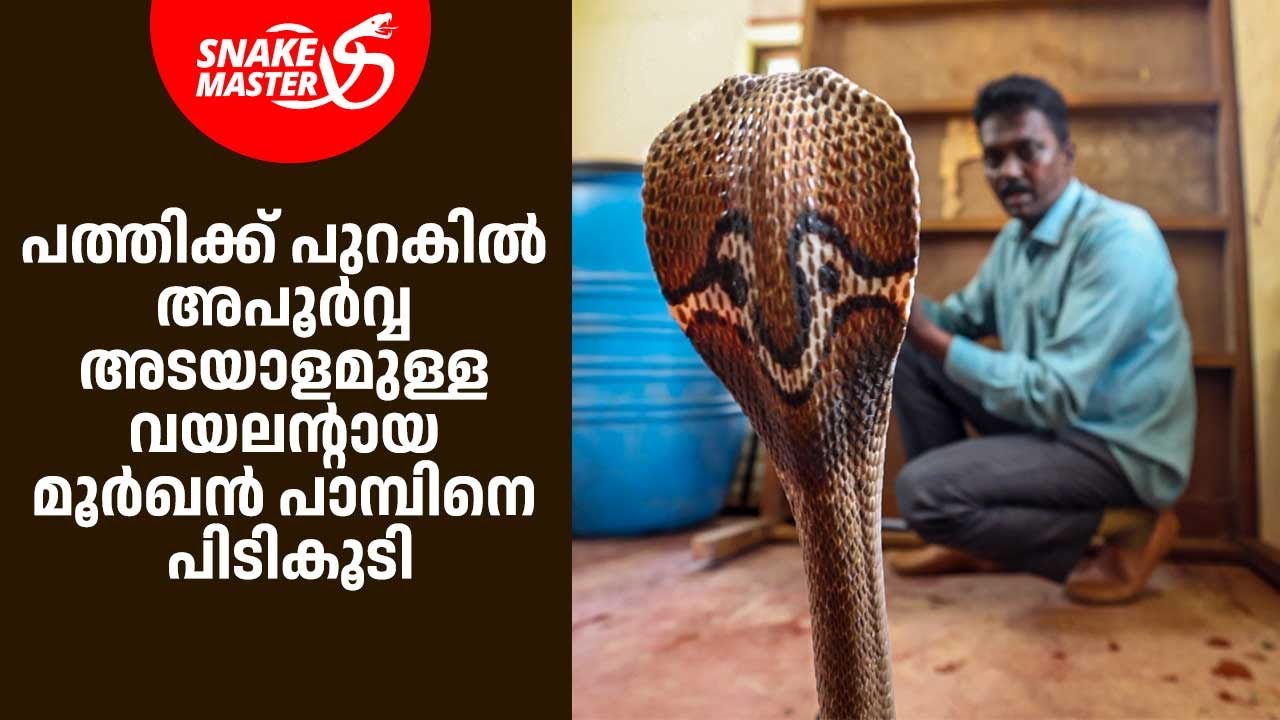 നായുടെ മുന്നിൽപ്പെട്ട അപൂർവ്വ അടയാളമുള്ള വയലന്റായ മൂർഖനെ പിടികൂടി | Snakemaster 1078