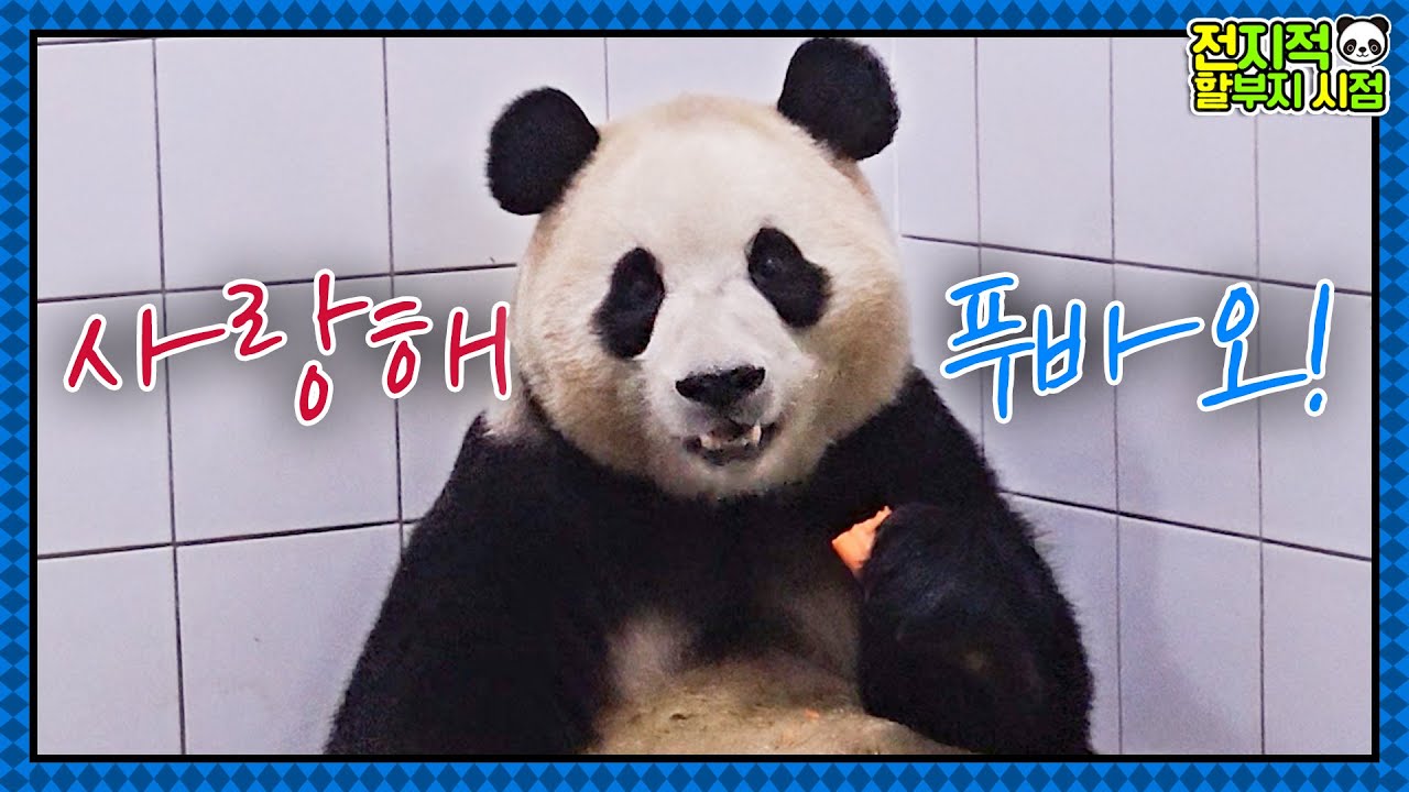 (SUB) Причина, по которой мы не можем не любить панду Фубао🐼│Мир панд