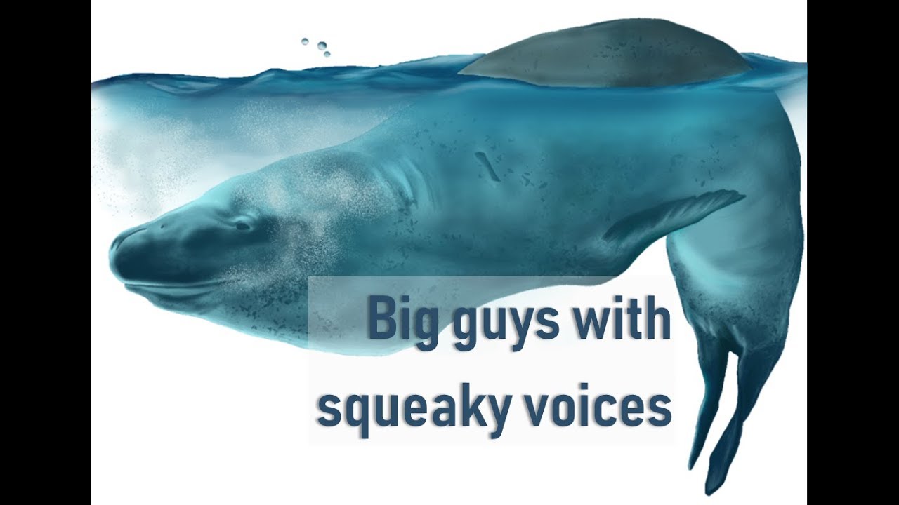 Why marine mammals have high pitched voices | Prof TRACEY ROGERS