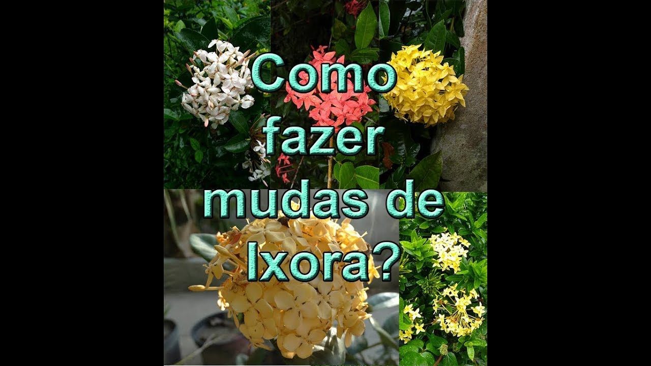 Como fazer mudas de ixora? Método da estaquia.
