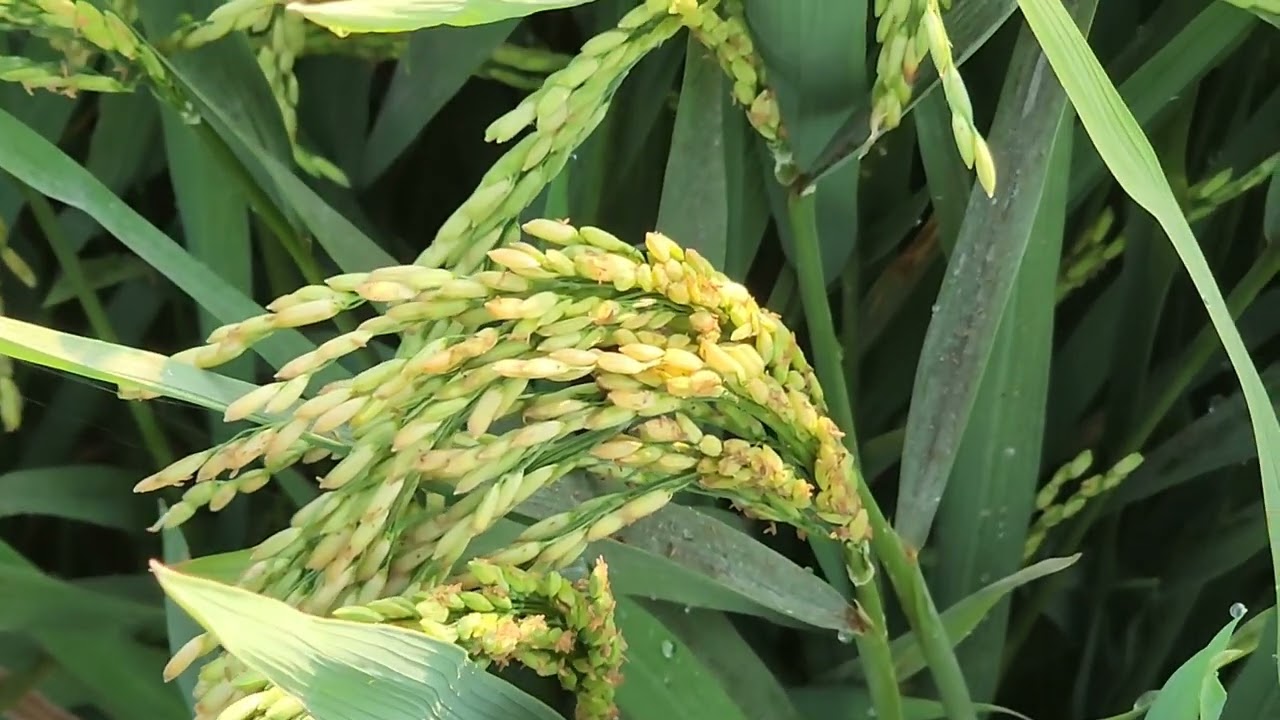 ជីបាញ់ស្រូវ  ជីCBM