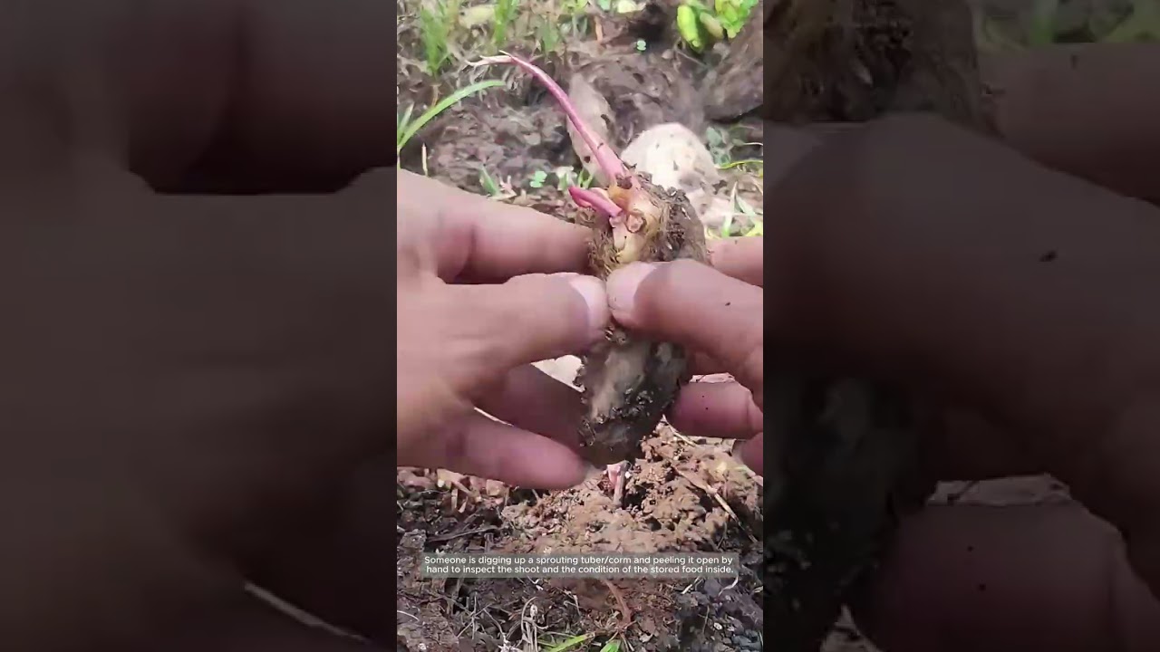 Checking and Preparing Sprouting Tubers for Planting