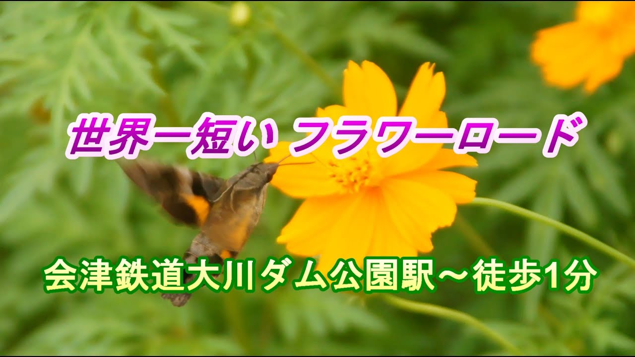 私が住んでいる集落の「フラワーロード」　大川ダム公園駅にきたら立ち寄ってね