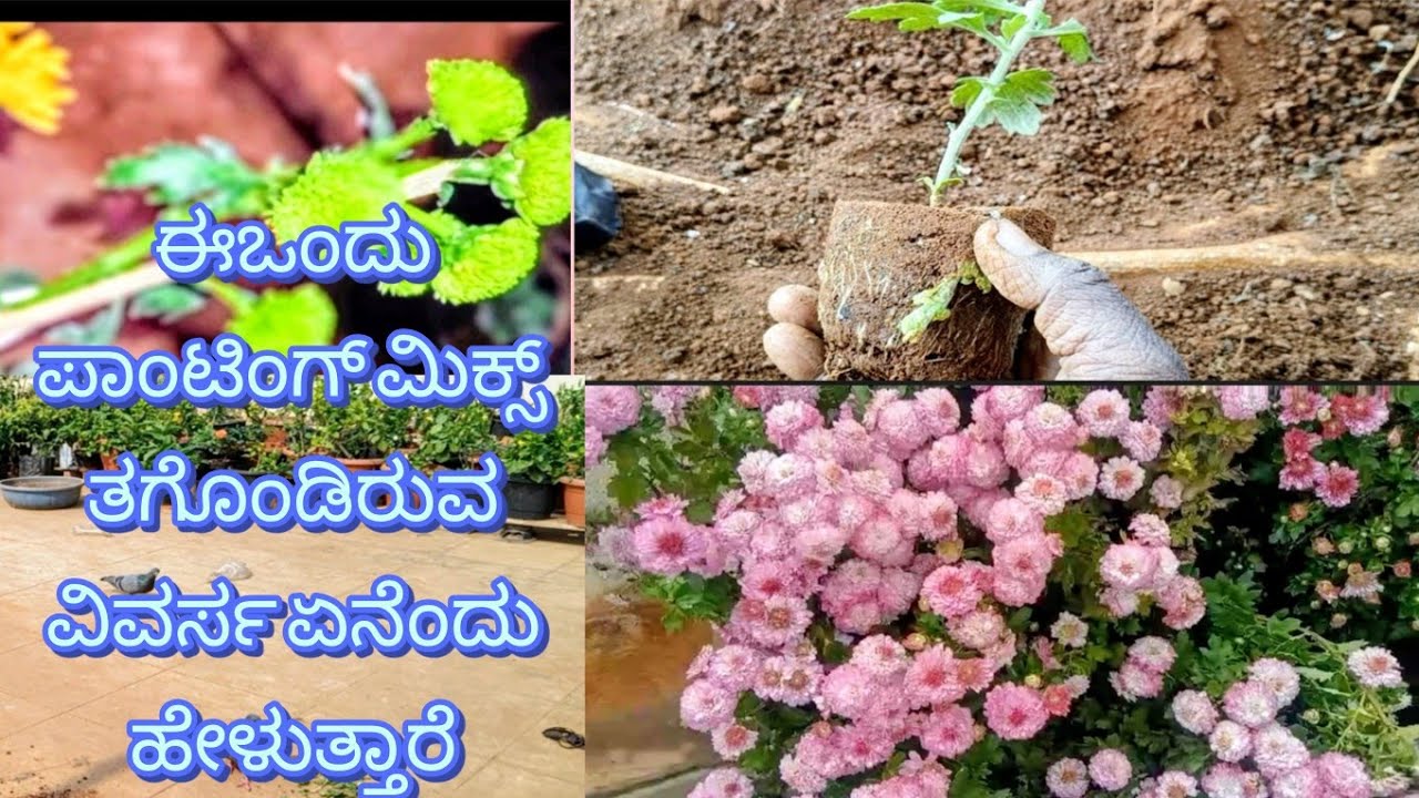 ಈಒಂದು ಪಾಂಟಿಂಗ್ ಮಿಕ್ಸ್ ತಗೊಂಡಿರುವ ವಿವರ್ಸ ಏನೆಂದು ಹೇಳುತ್ತಾರೆ ನೊಡುವ 