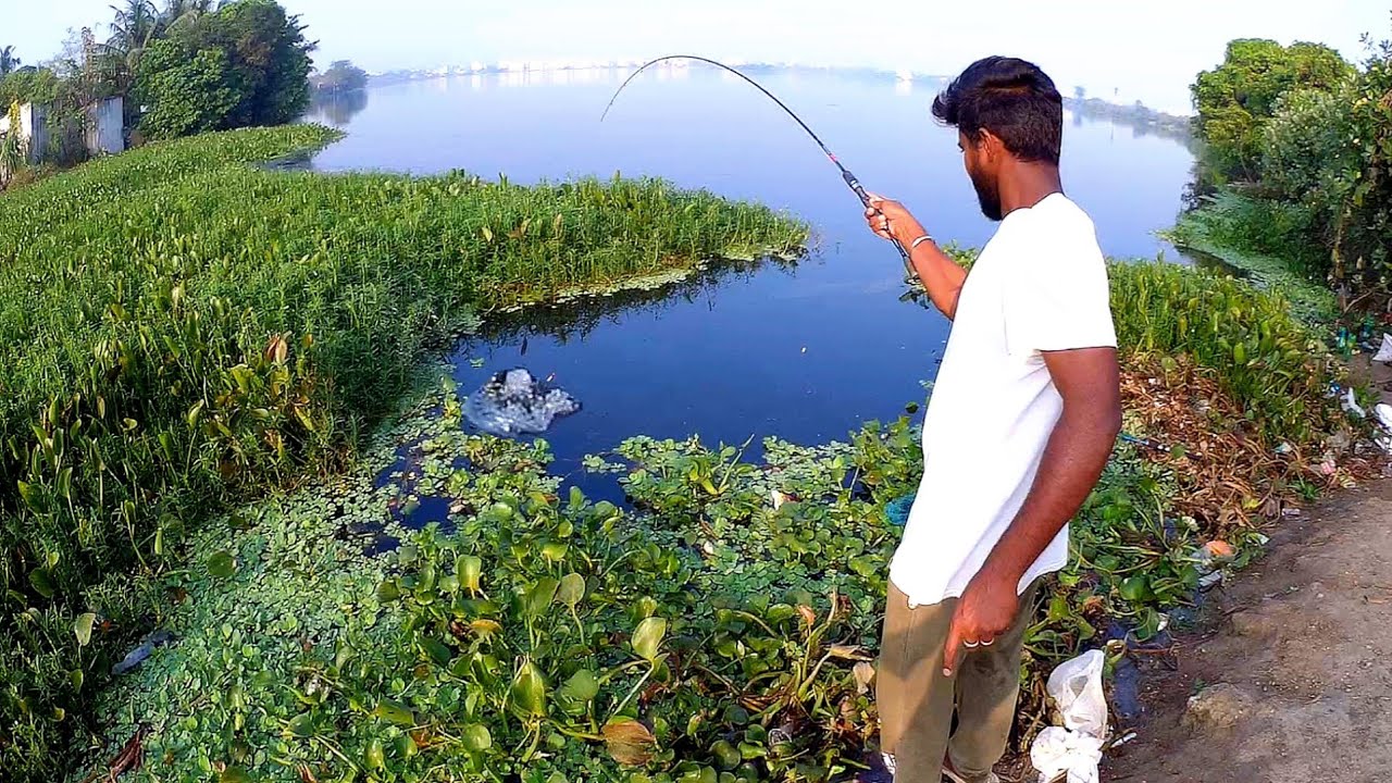 🎣Tilapia fishing | Triple hook fishing  | Fishing rod | Fishing videos |@chennaifishingclub