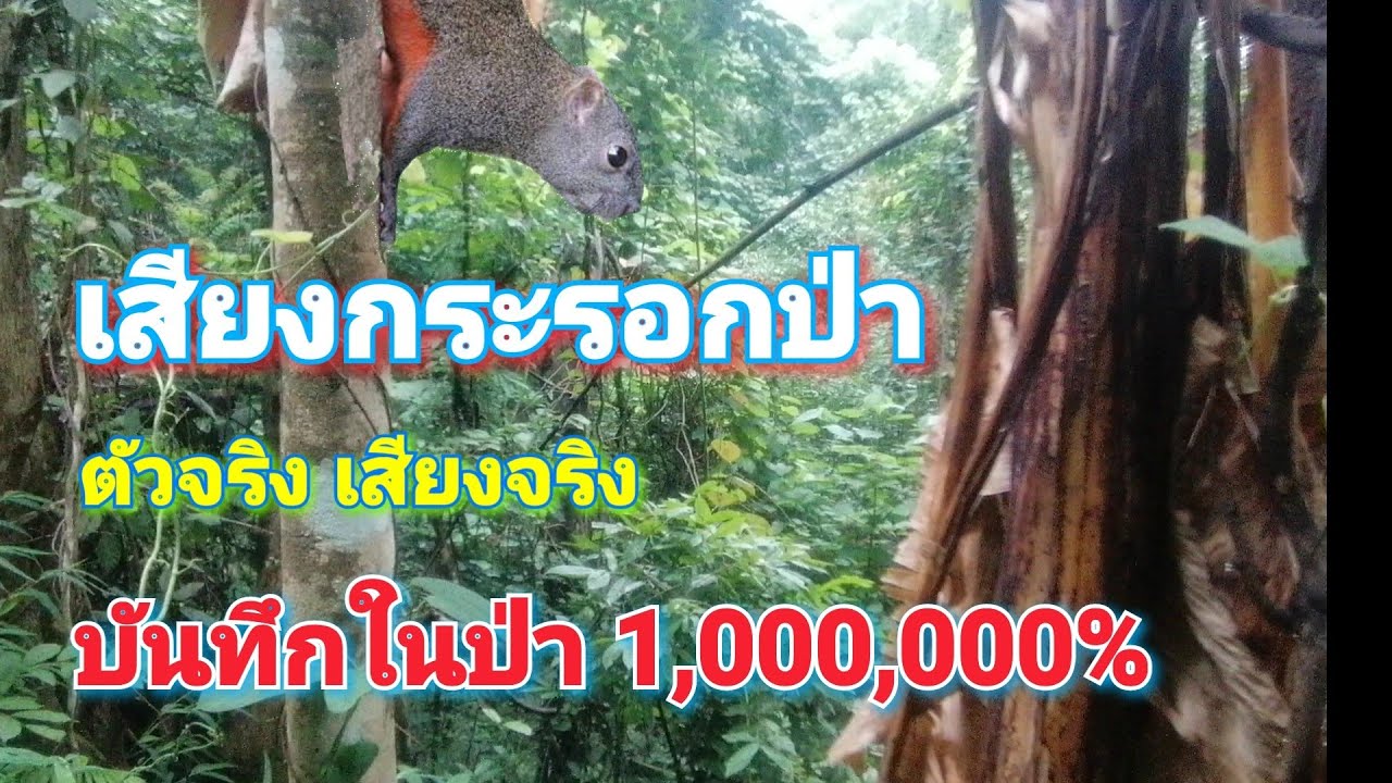 เสียงต่อกระรอก​ป่า