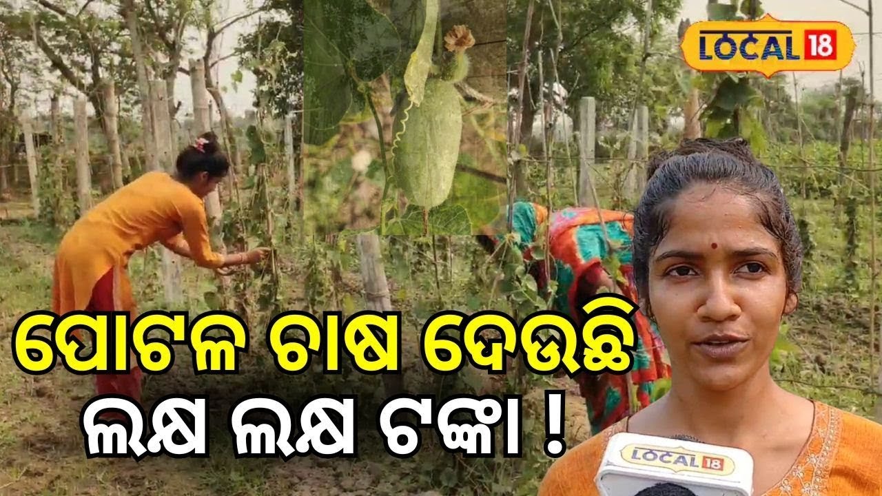 ପୋଟଳ ଚାଷ ଦେଉଛି ଲକ୍ଷ ଲକ୍ଷ ଟଙ୍କା ! । Farming। Baleswar। Odisha। Odia News।#local18