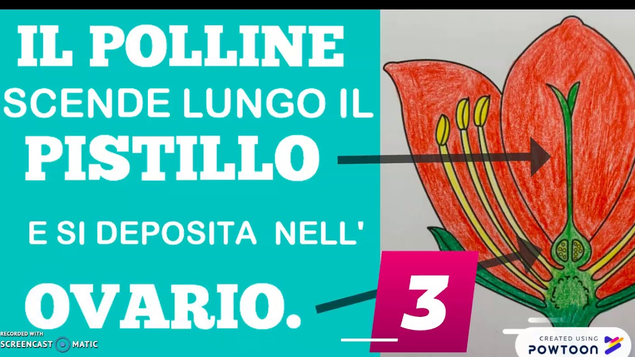 COME SI RIPRODUCONO LE PIANTE