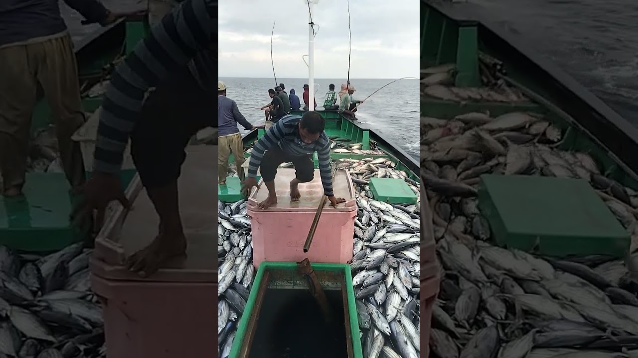 Inka Mina 287 fish Hunter - halse