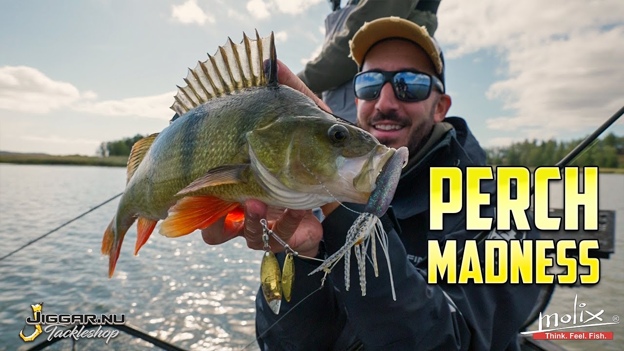 Perch Madness in Sweden! Huge Perch with Paolo Baragioli from Molix