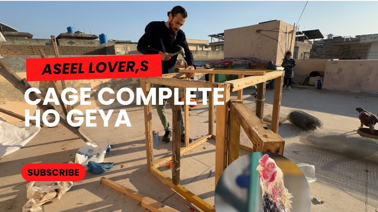 Aseel Lovers .New cage Bana liya kawish aseel club