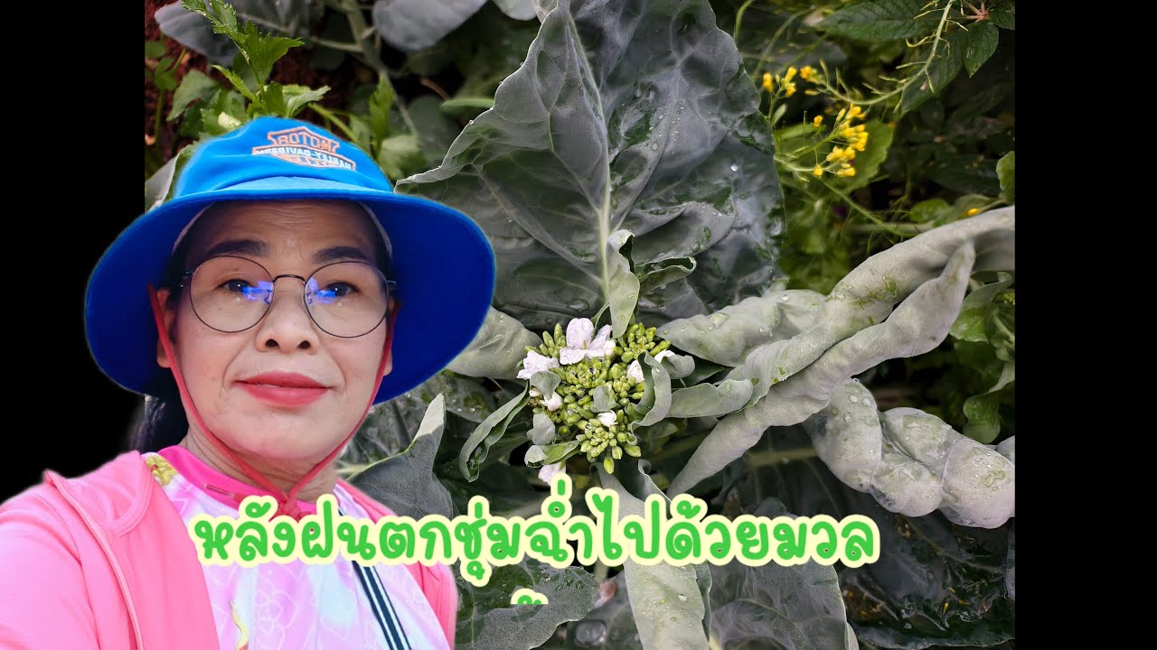 🔴สด.หลังฝนตกชุ่มฉ่ำทั่วนา