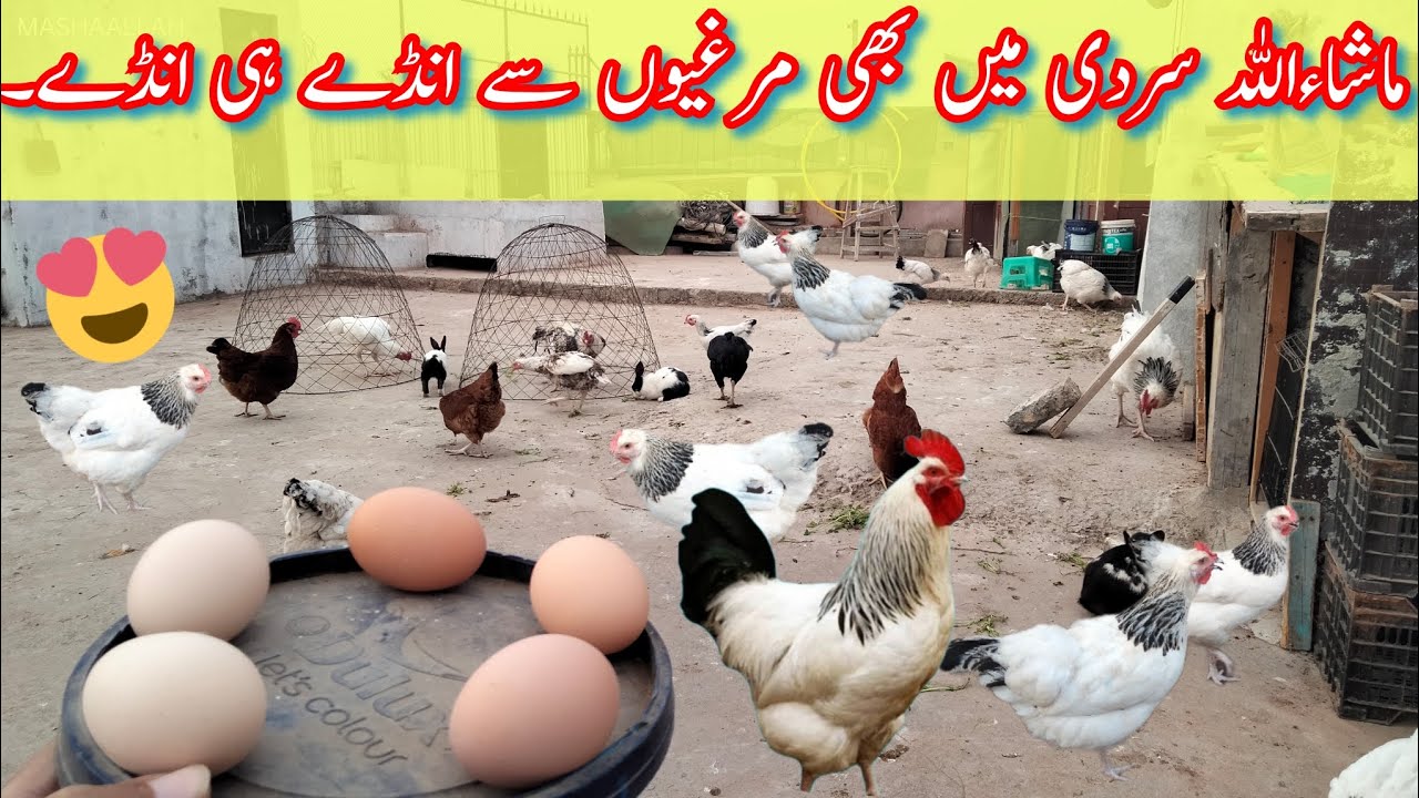 Murgion say sardi mein ziada anday kesay lein 🥚🍳