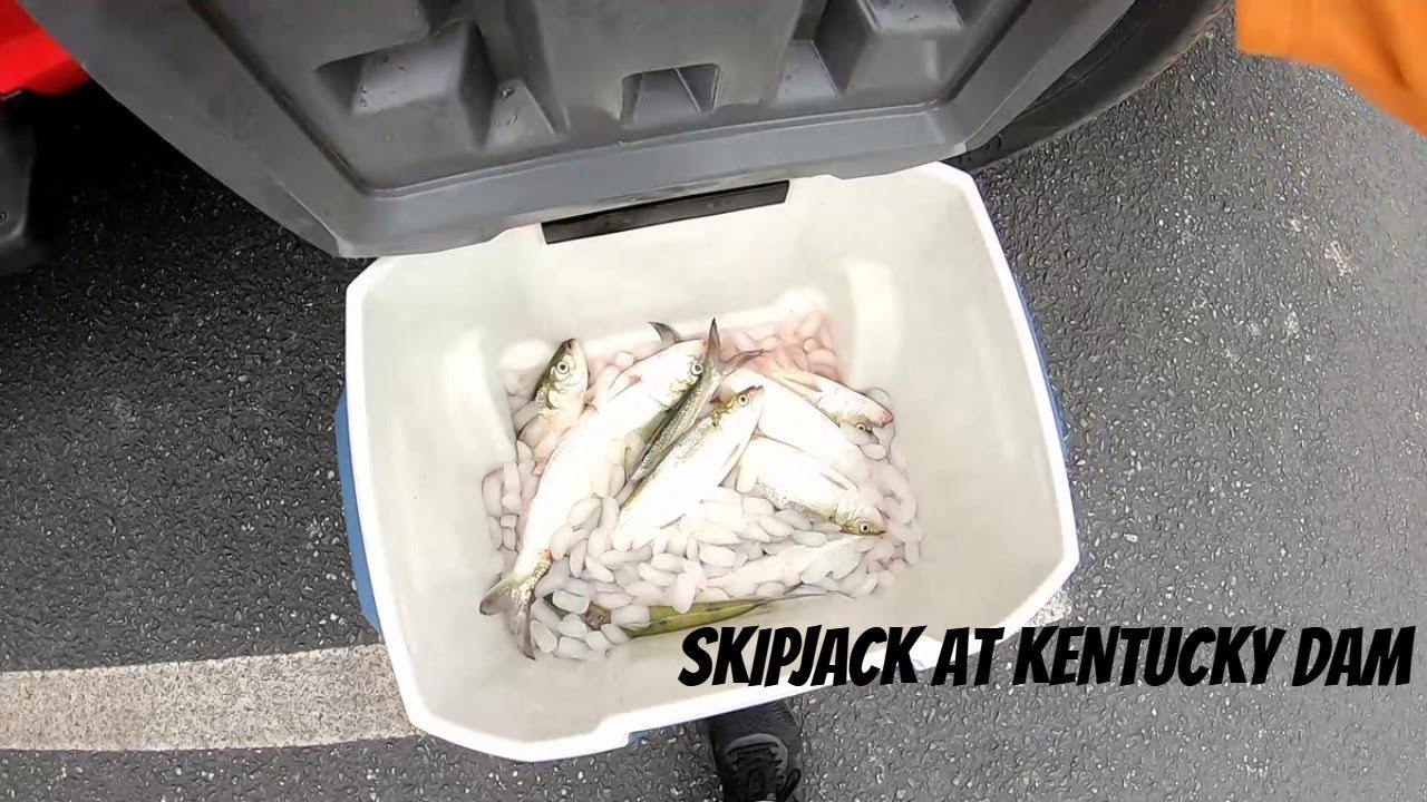 Skipjack: Catch, Prep and Store